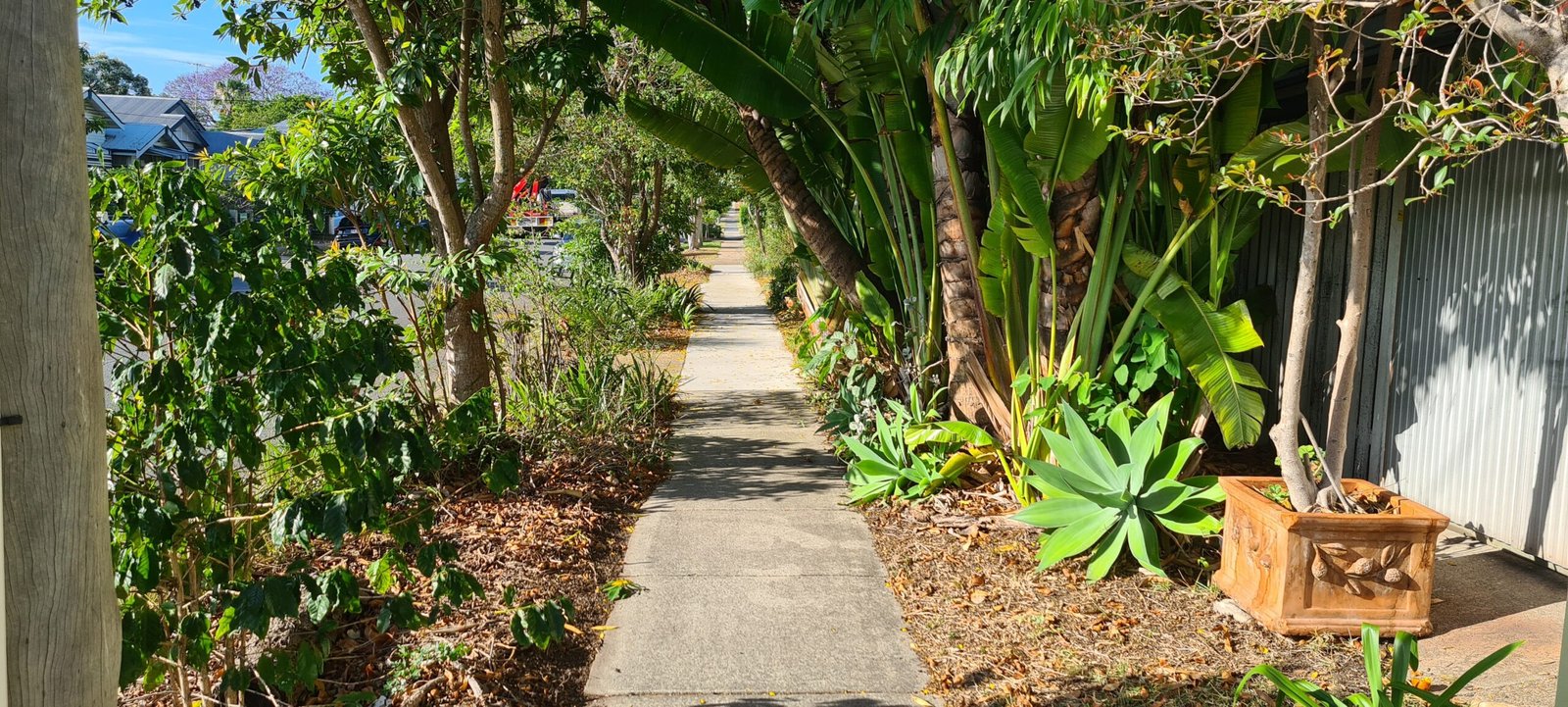 An established garden on the nature strip