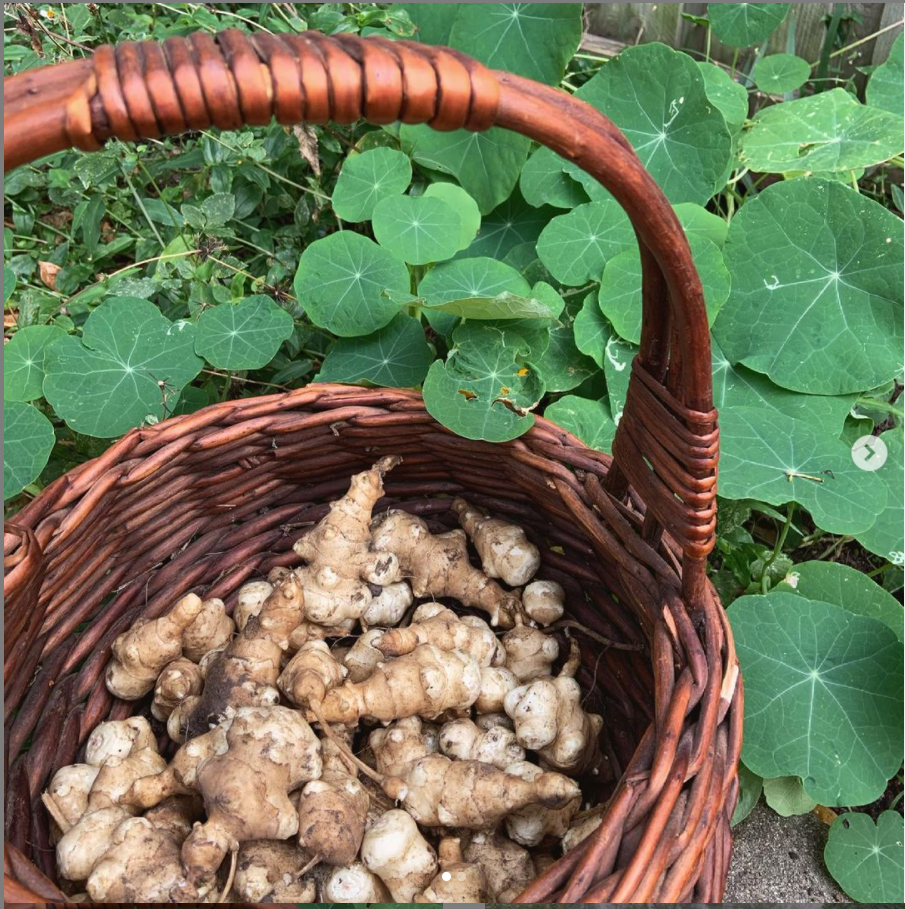 Wild fermented Jerusalem Artichokes