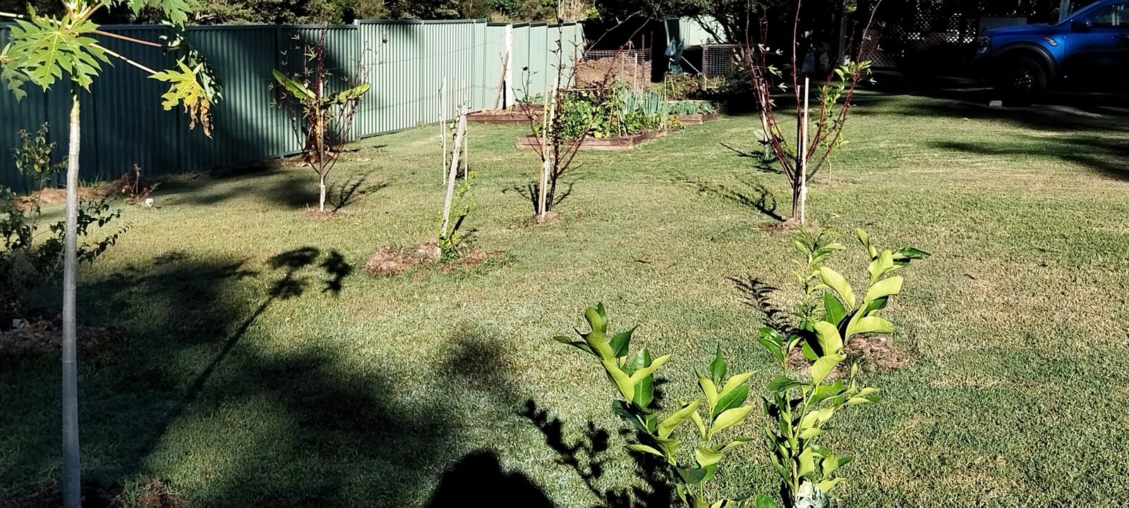 Fruit trees planted on a large patch of lawn