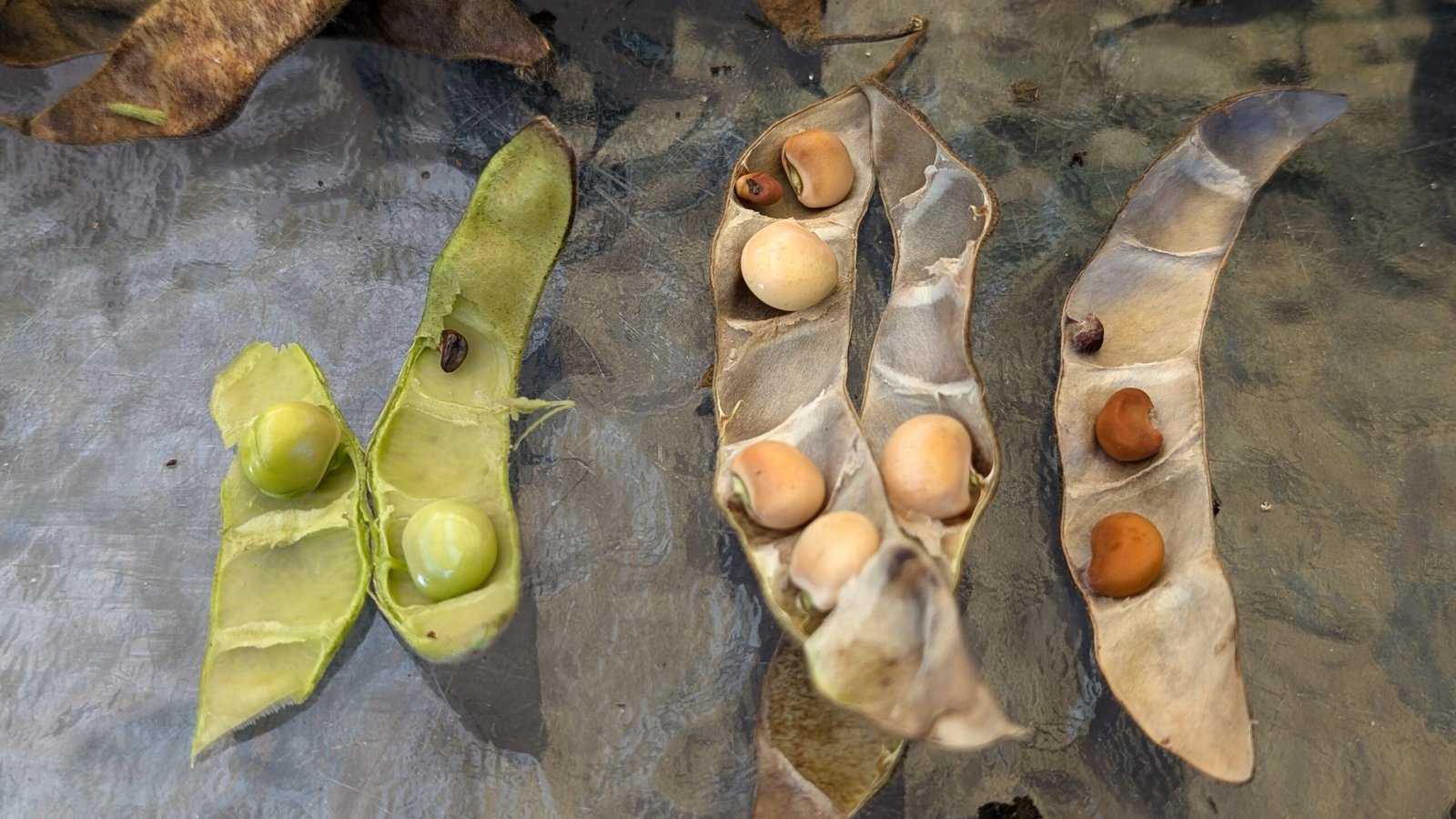 Pigeon peas at various stages of ripening