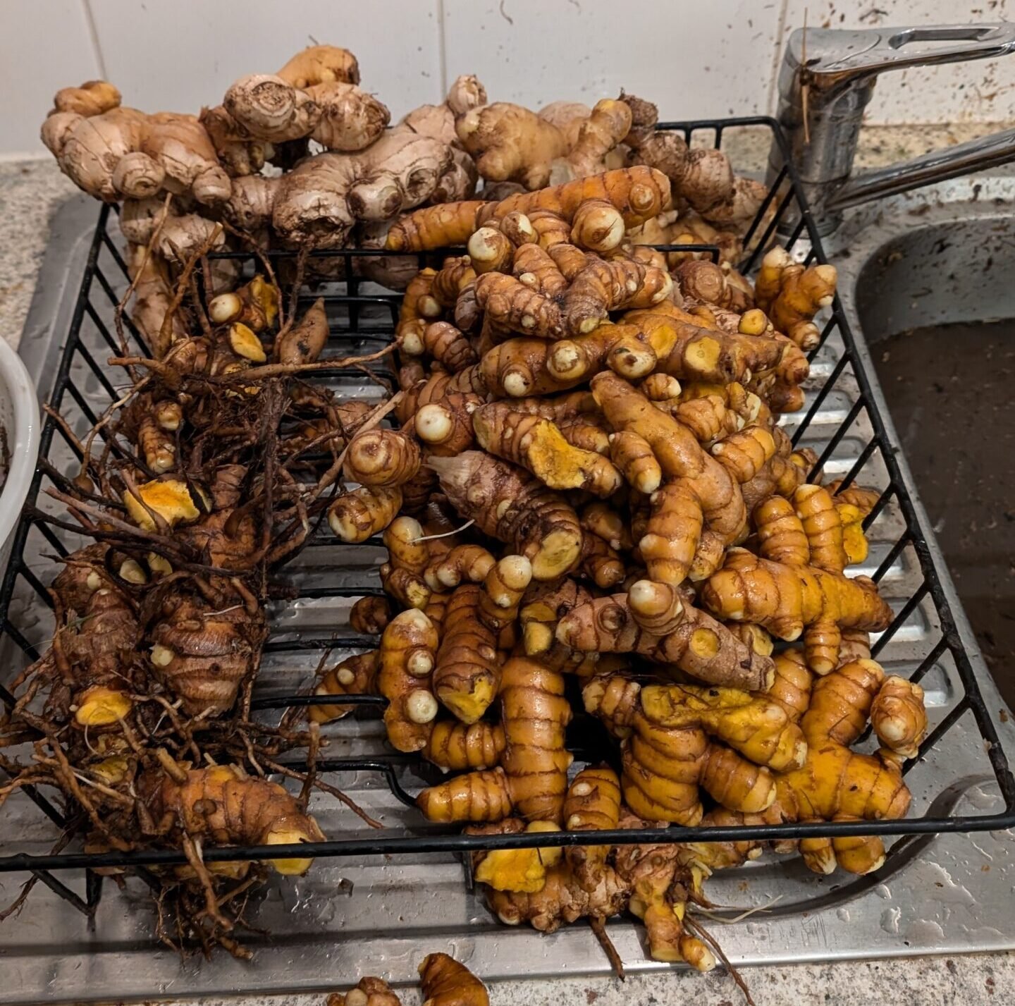 Ginger, the tumeric 'monster mothers' and new growth, initially scrubbed to remove the soil and any creatures hiding in the crevasses.