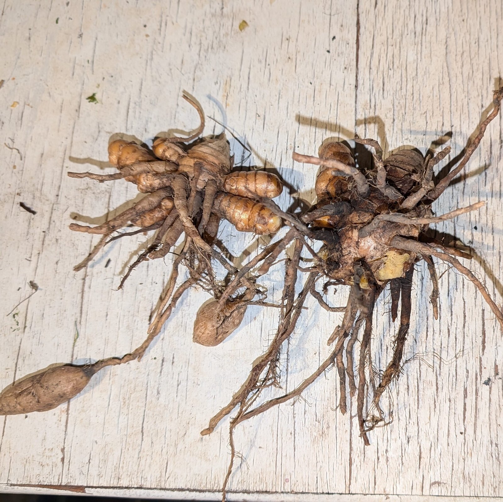 The turmeric 'monster mothers' have lots of roots and subidiary tubers.