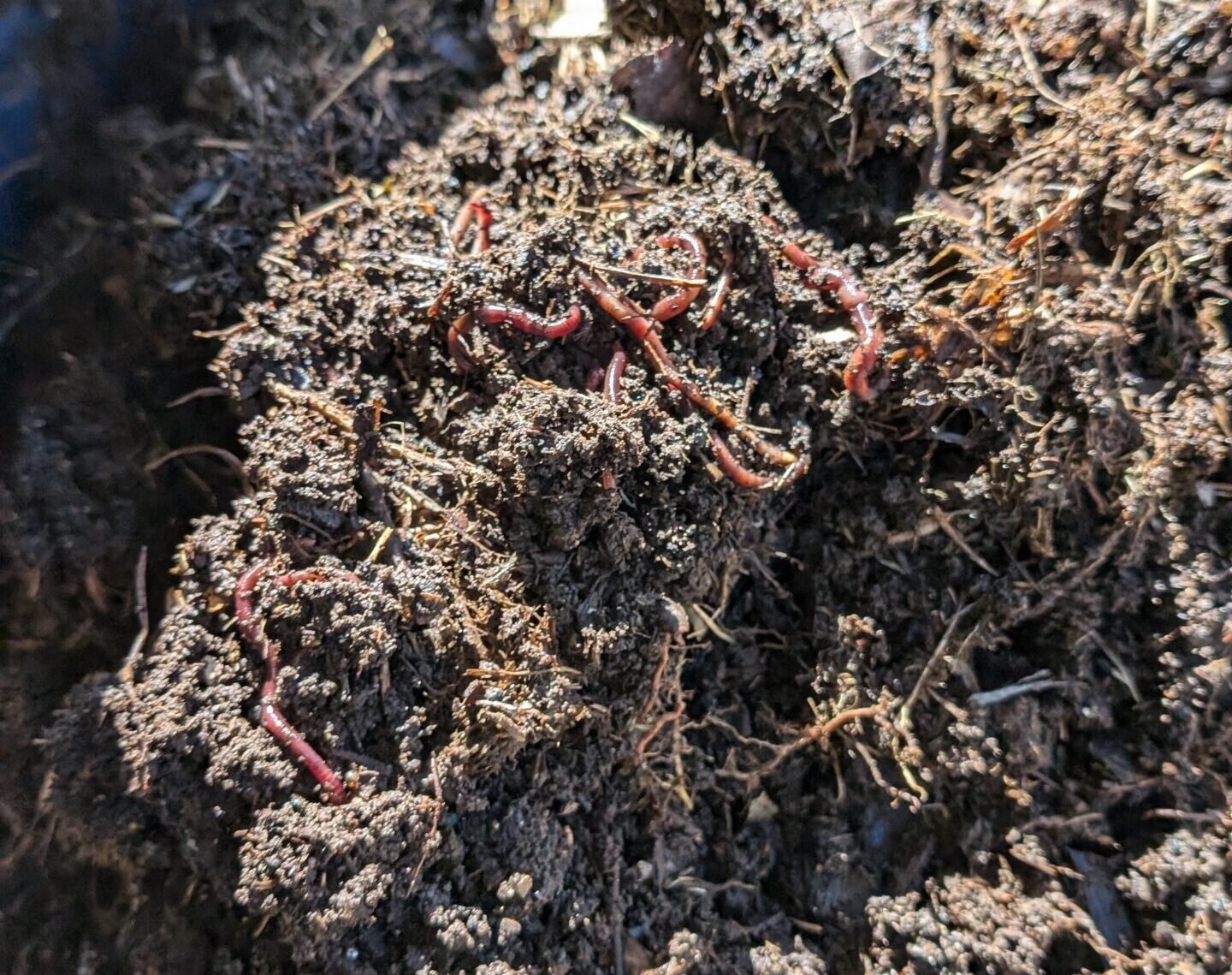 Worms and fungus in grass clippings