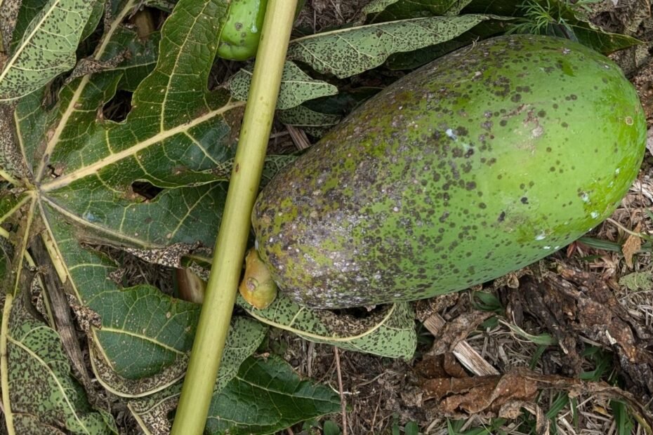 Blackspot fungus on paw paw leaves and fruit