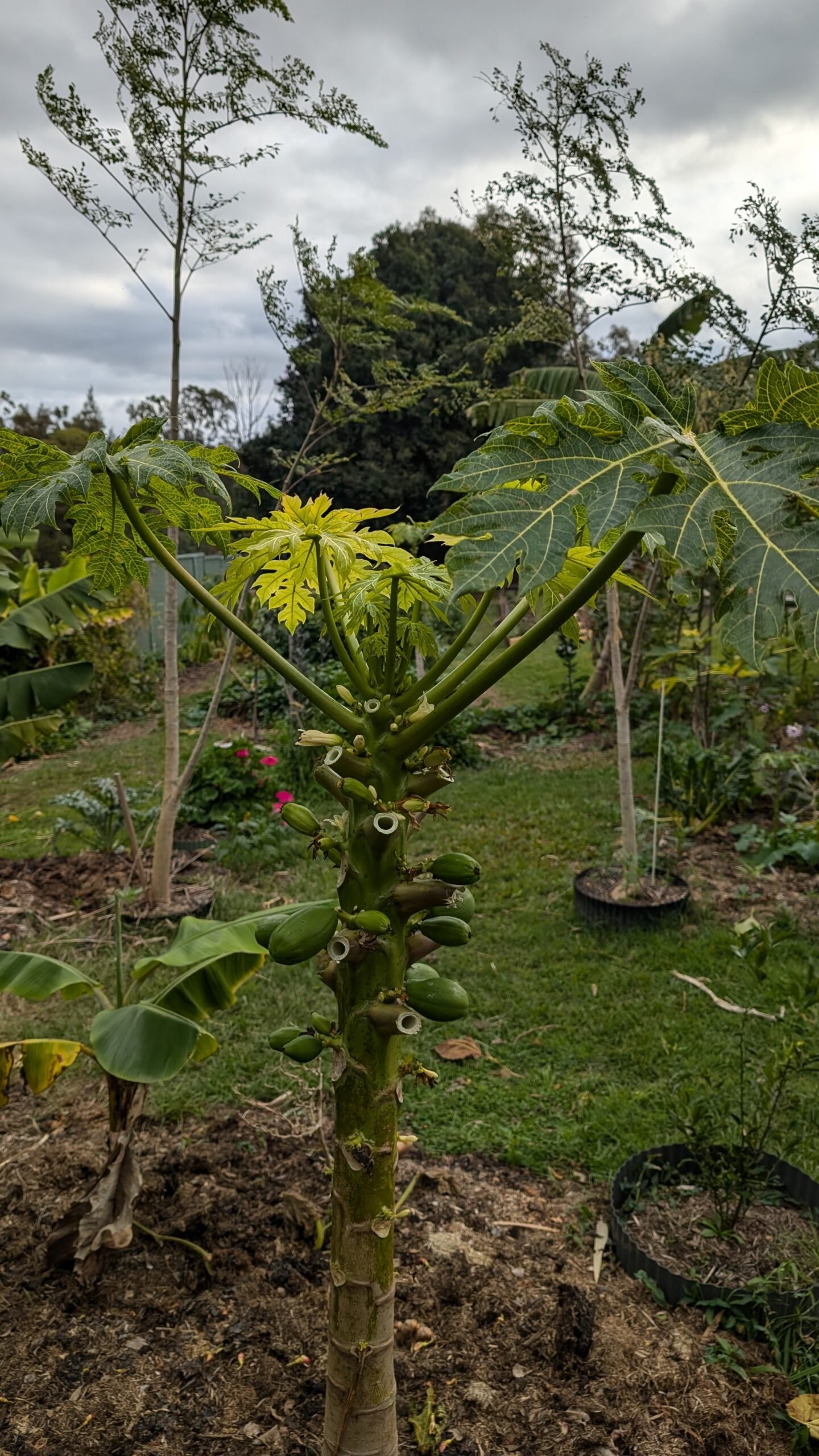 The paw paw crop has been impacted by black sport fungus