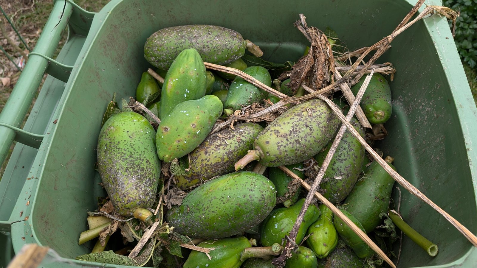 Binning the blackspot affected foliage and fruit