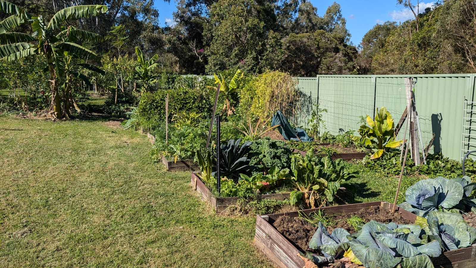 The Your Life Your Planet food forest in Queensland Australia