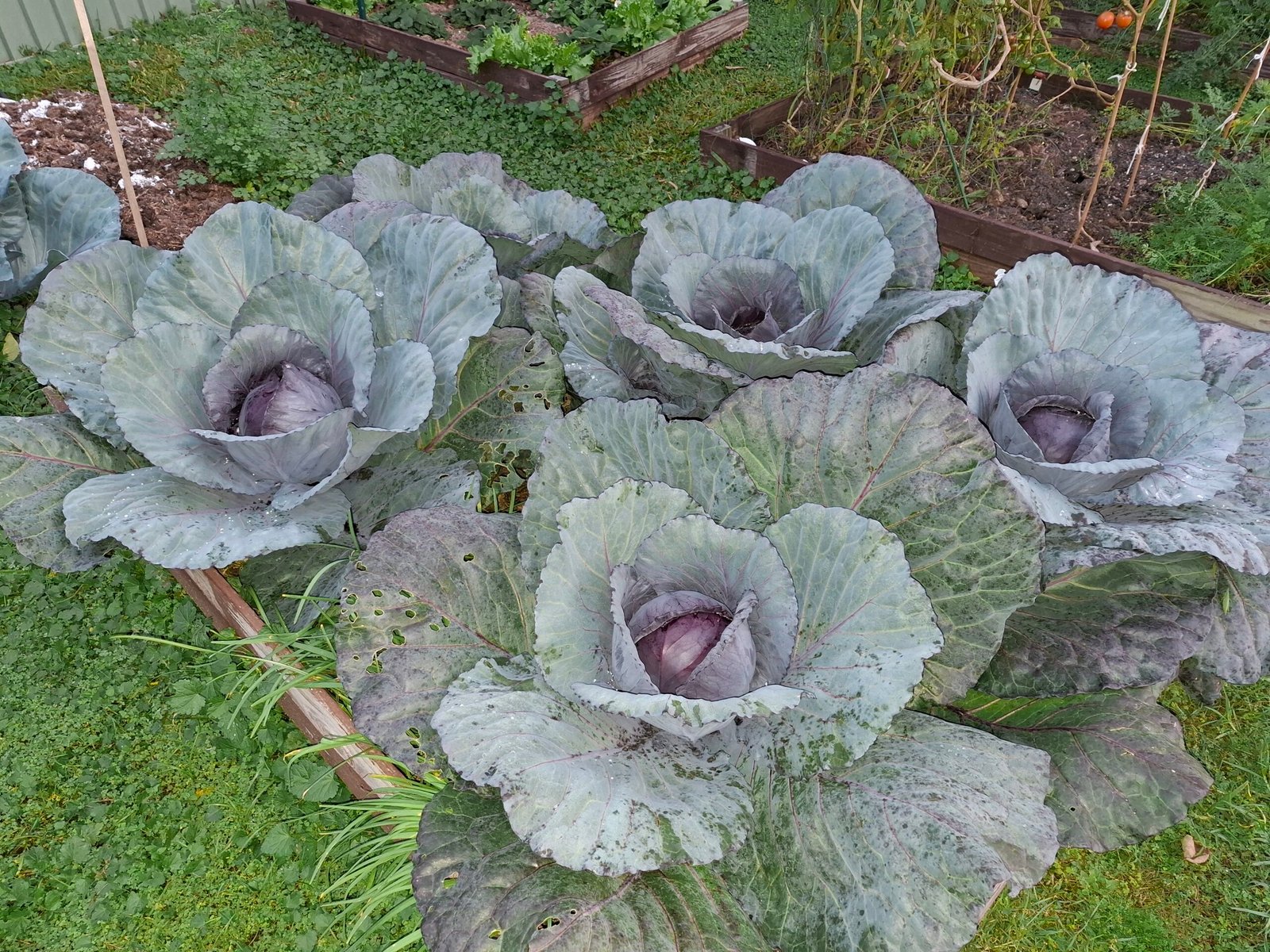 A healthy crop of cabbage in a Brisbane winter