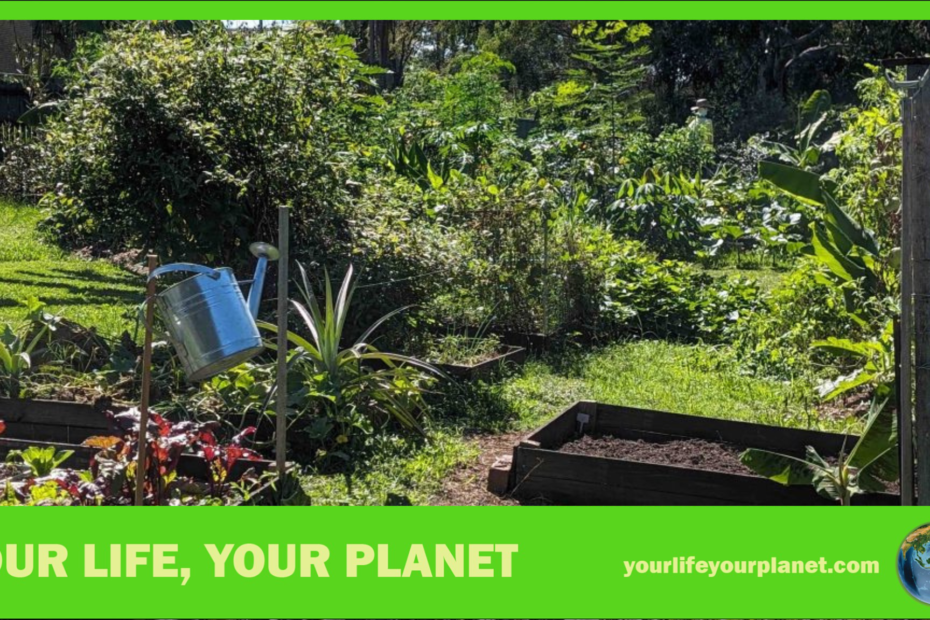 The community garden that delivers some of the findings of Your Life Your Planet