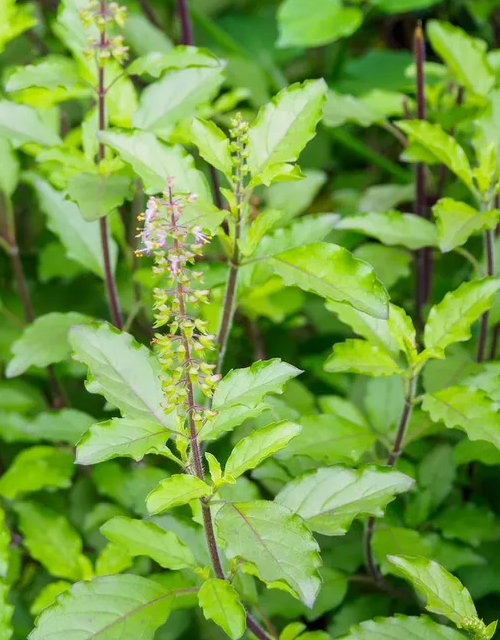 Tulsi the holy basil