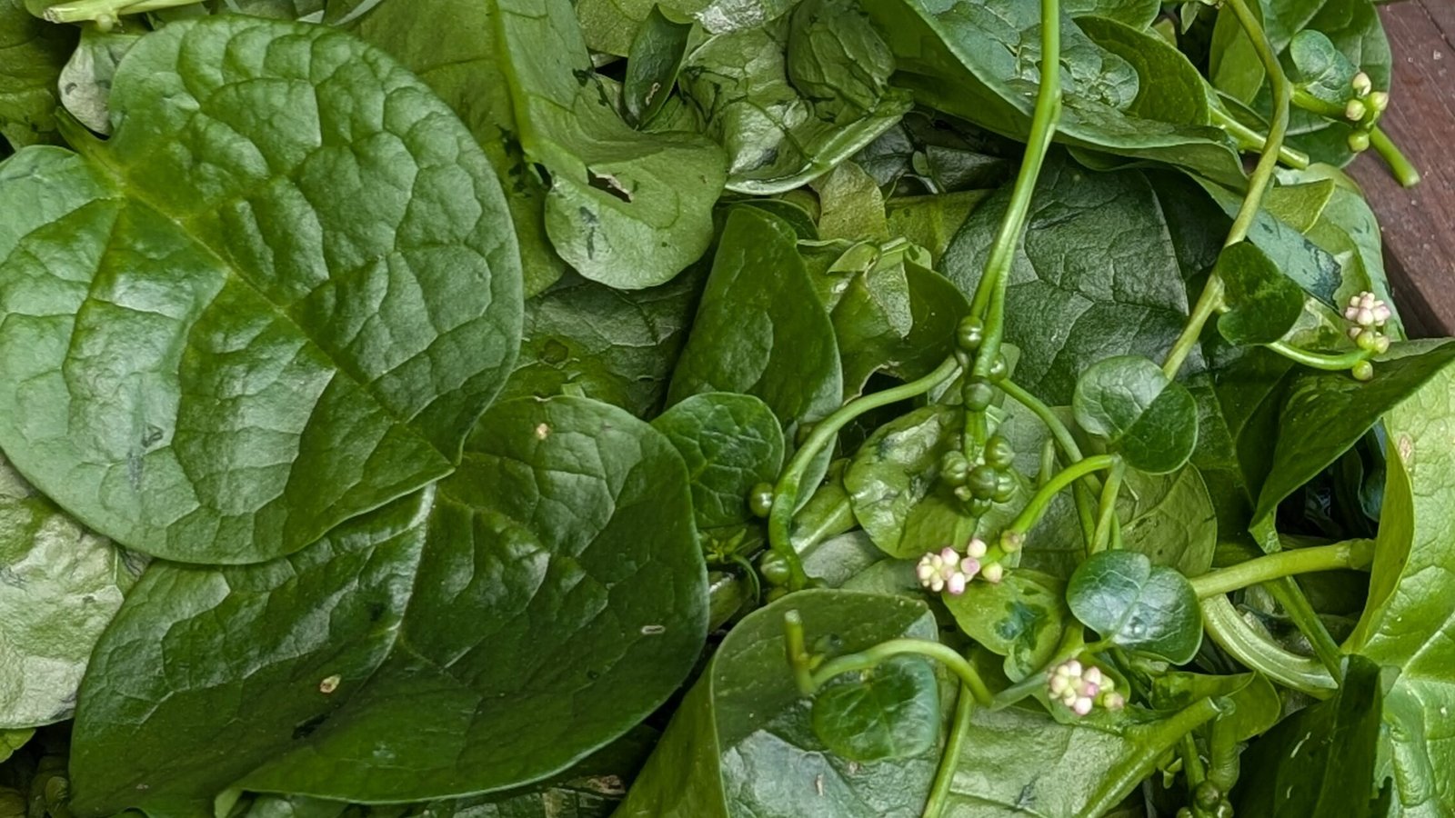 Separate the leaves from the stems