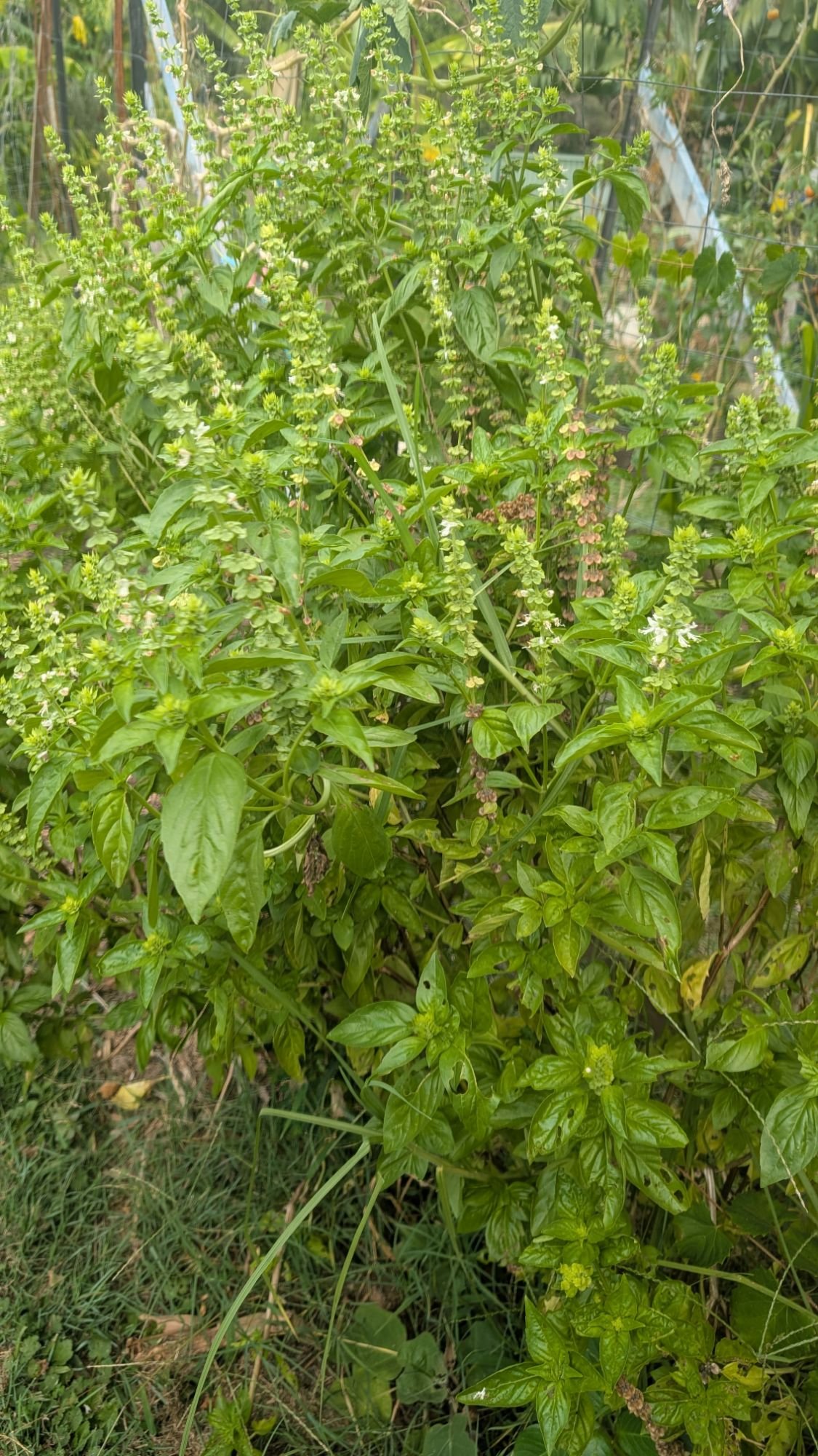 In summer, Sweet Basil goes to seed