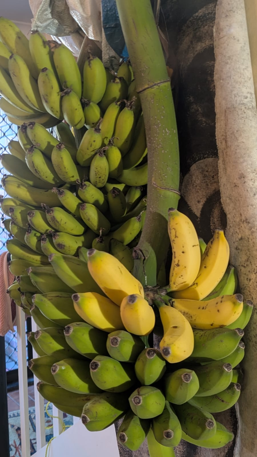 and Cavendish bananas ripening indoors