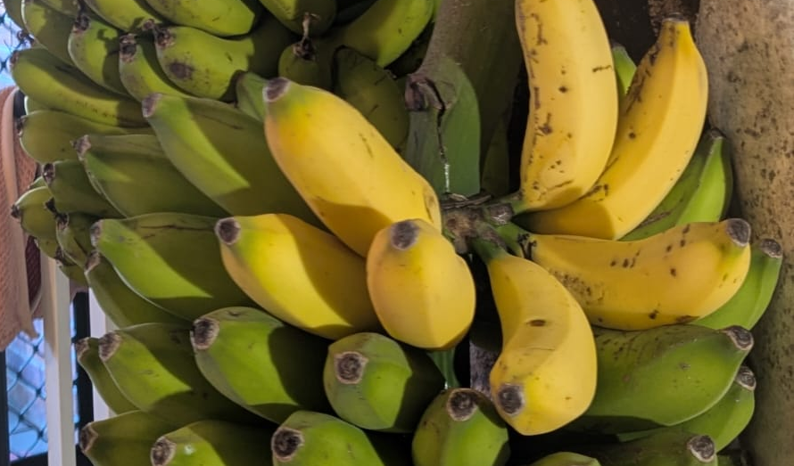 Blue Java and Cavendish bananas ripening indoors