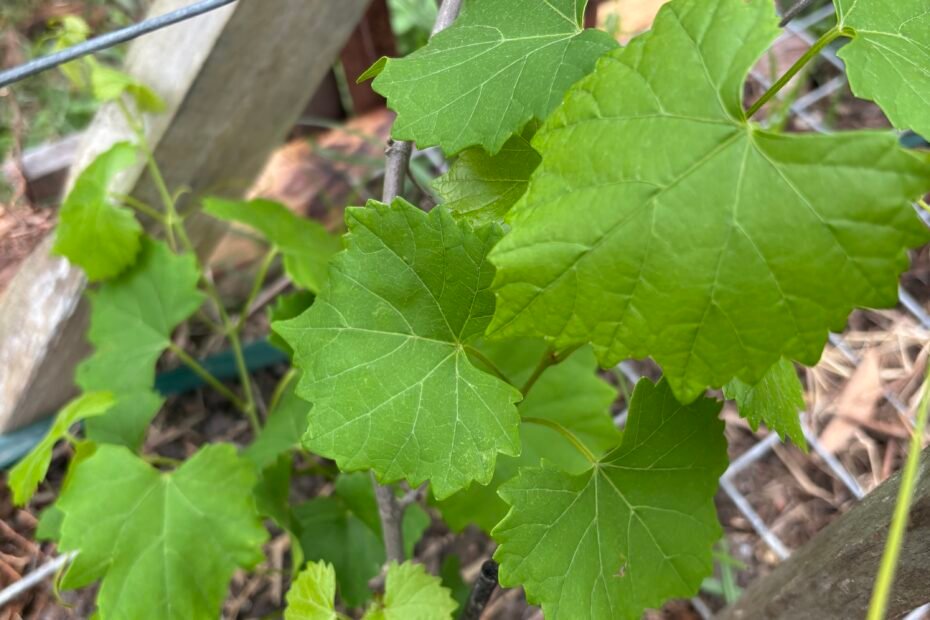 One of the purple berry Muscadines