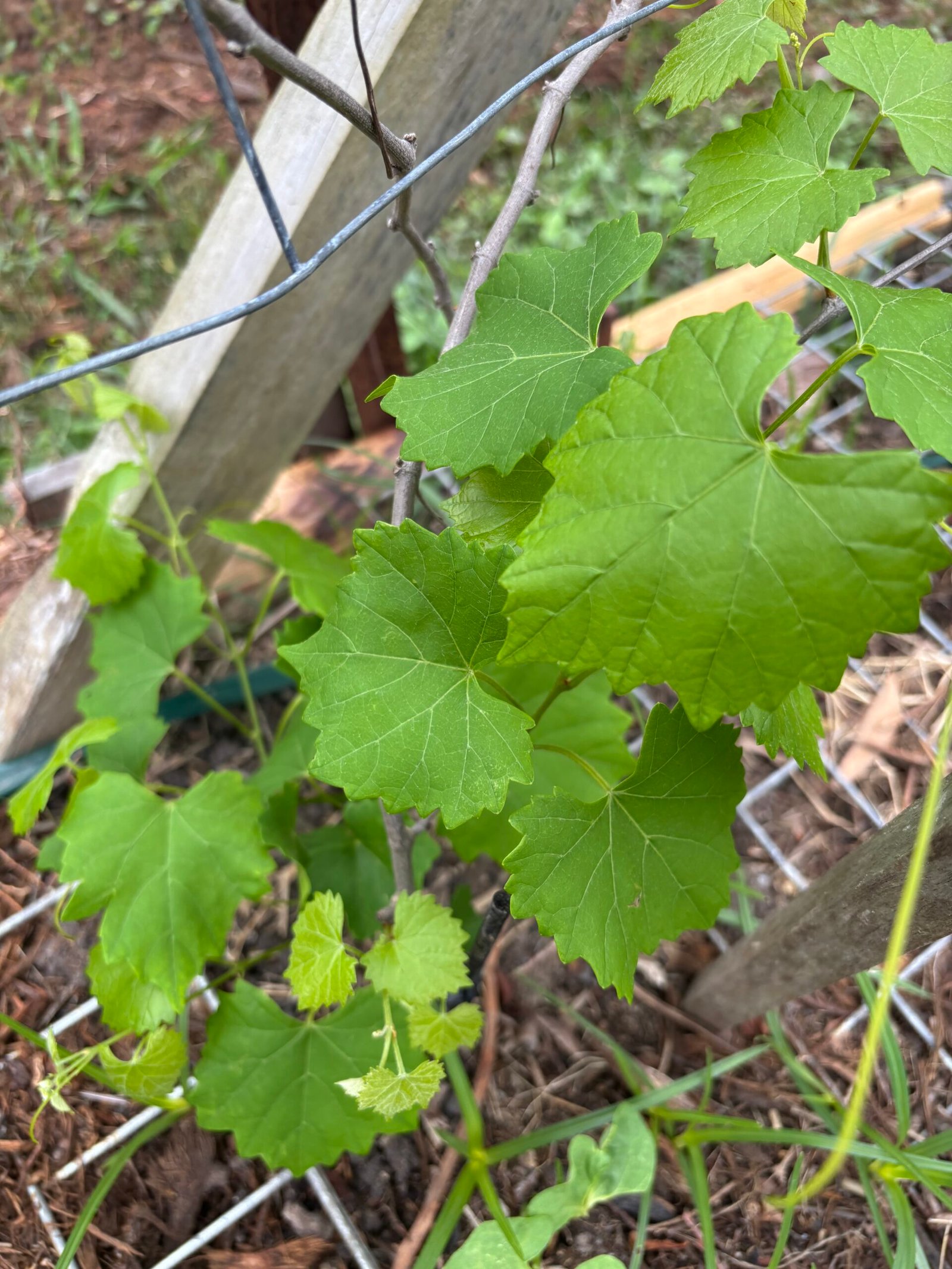 Grapes in a humid climate