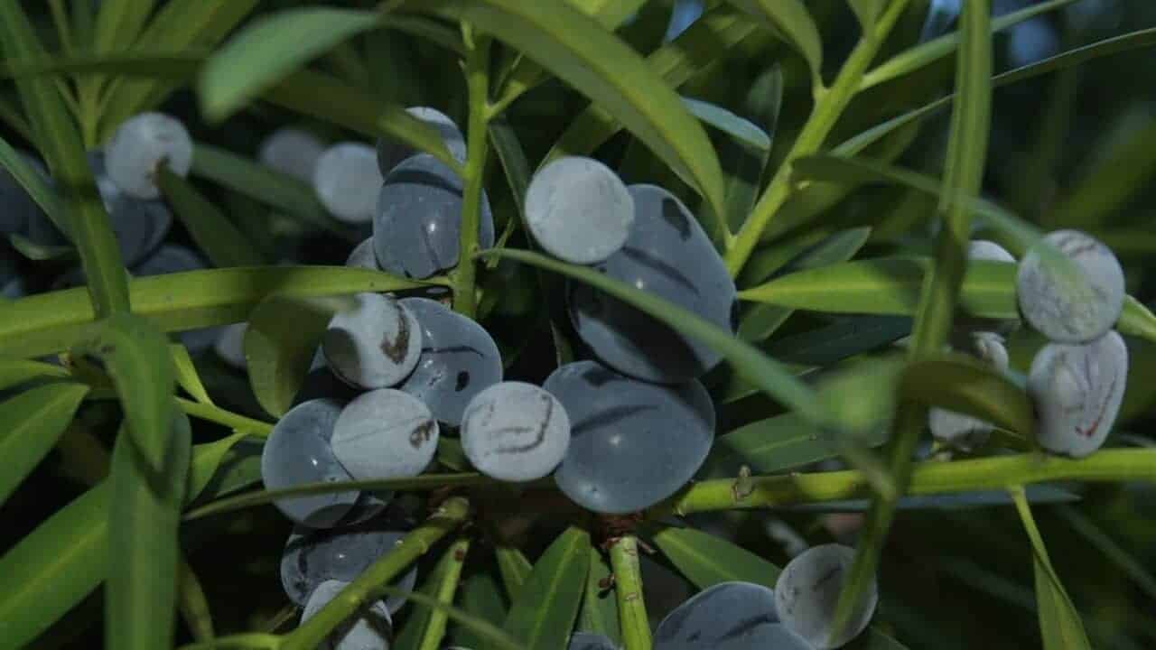 Illawarra Plum