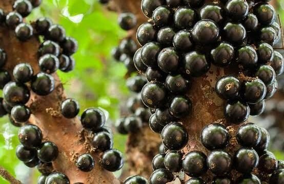 Japoticaba